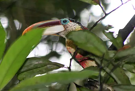 ave amazonas peru