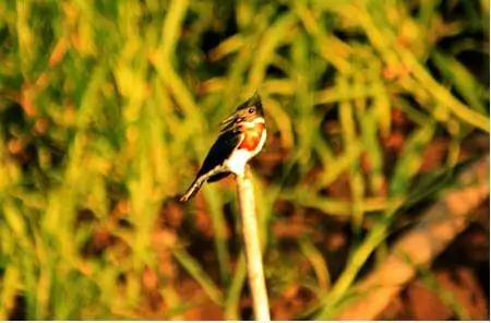 chloroceryle amazon