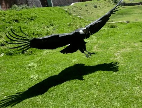 wildlife condor